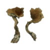 Alacabenzi Magic Mushrooms