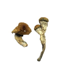 Albino Louisiana Magic Mushrooms
