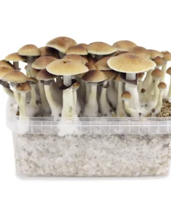 B+ Mushroom Grow Kit