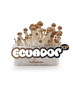 Mushroom Grow Kit Ecuador