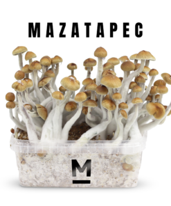 Mazatapec mushroom grow kit